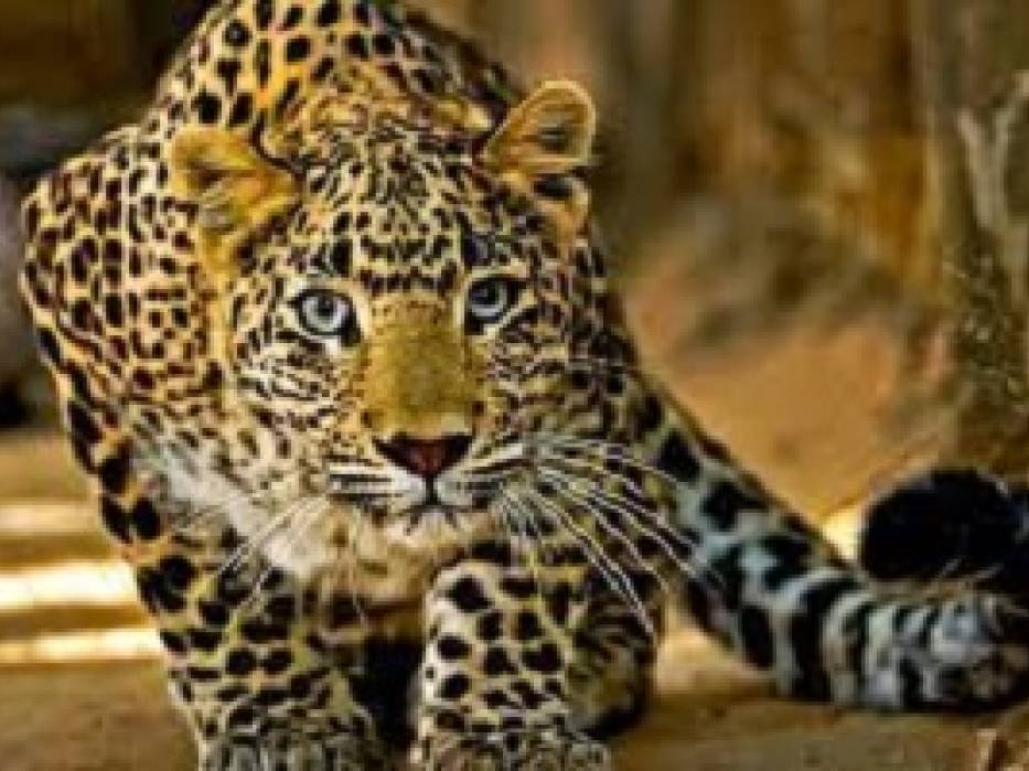 Ishi-agu and other igbo artefacts- by Mazi Ndukwe