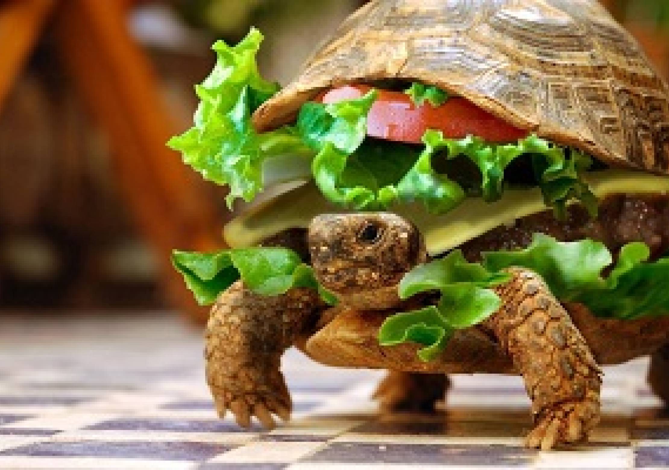 How Tortoise Got His Bumpy Shell