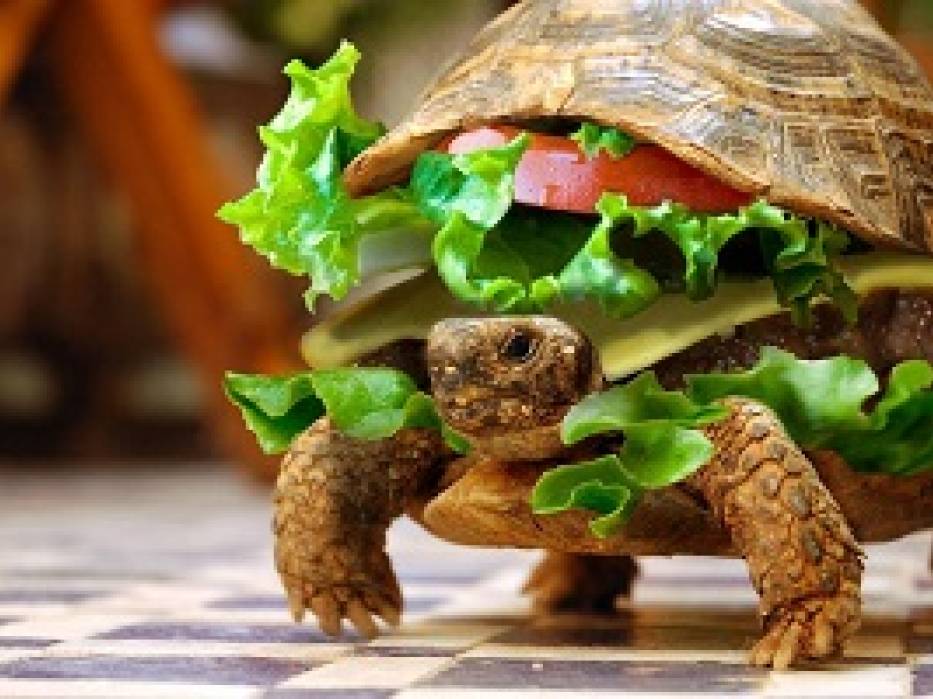 How Tortoise Got His Bumpy Shell