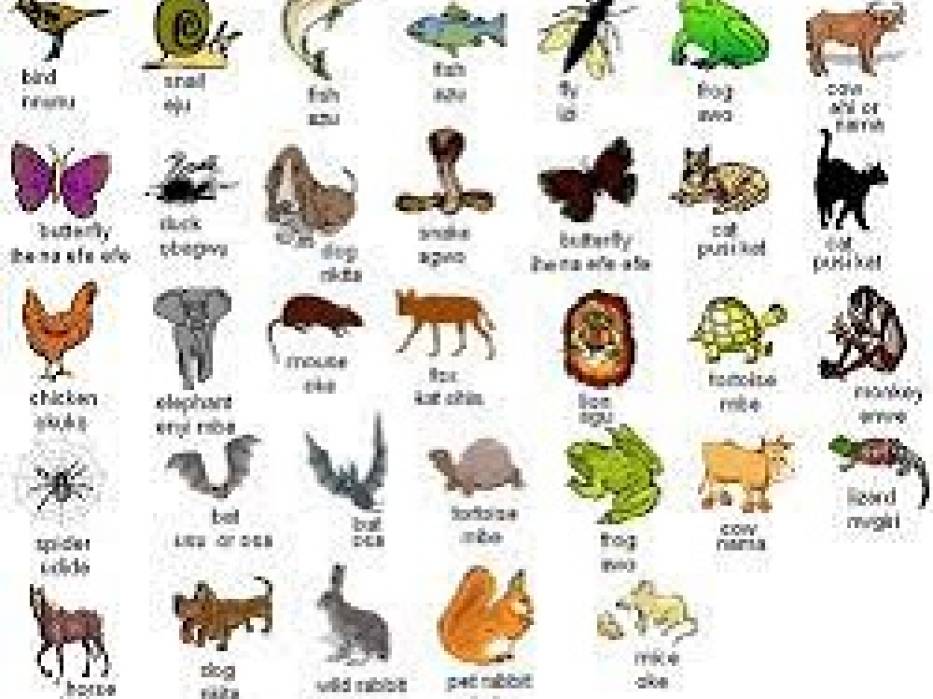 100 animal names in Igbo
