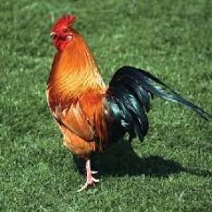 How chicken is shared in an Igbo family